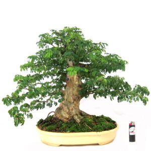 Bonsai de Piteco ref. 76