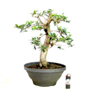 Bonsai de Acerola - Ref. 24
