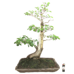 Bonsai de Pingo de Ouro - Ref. 32