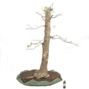 Pingo de ouro - ref. 71