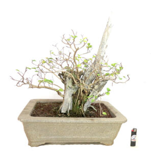 Belo exemplar de Reseda