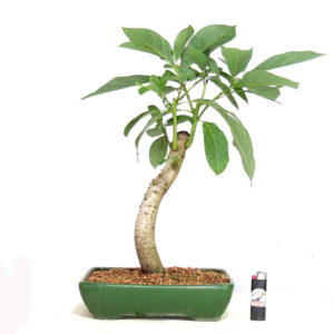 Bonsai de Abacate - Ref.01