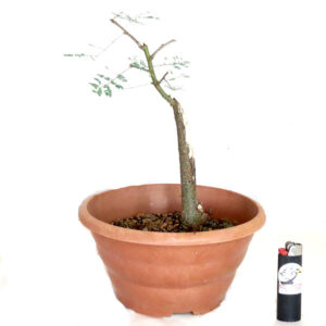 Acácia Farnesiana - 32