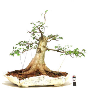 Acer Buergerianum