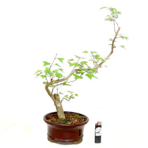 Acer Buergerianum - Ref. 41