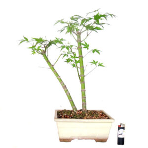 Bonsai de Acer palmatum Arakawa - Ref. 01