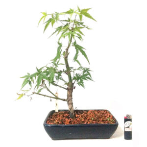 Bonsai de Acer palmatum arakawa - Rerf. 02