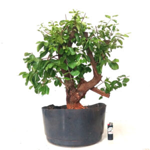 Bonsai de Acerola - Ref. 34
