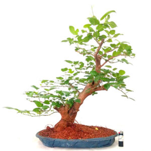 Bonsai de Amora - Ref. 41