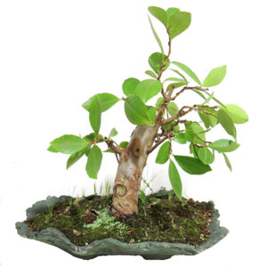 Bonsai de Araçá - Ref. 02