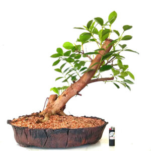 Bonsai de Araçá - Ref. 03
