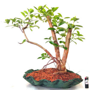 Bonsai de Araçá - Ref. 04