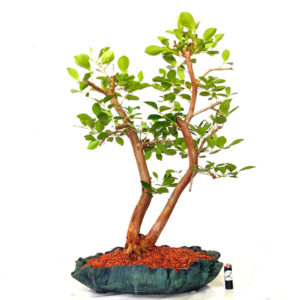 Bonsai de Araçá - Ref. 05