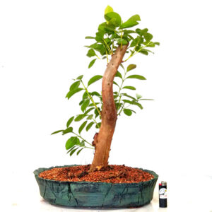 Bonsai de Araçá - Ref. 06