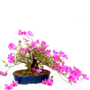 Bonsai de Azaleia - Ref. 11