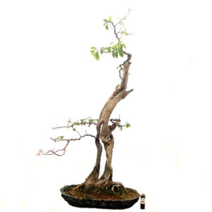 Bonsai de Bougainvillea - Ref. 13