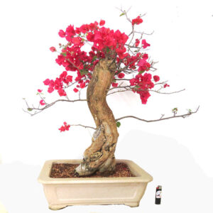 Bonsai de Bougainvillea - Ref. 01