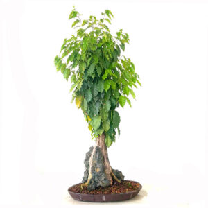 Bonsai de Café - Ref. 01