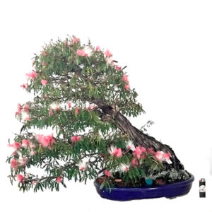 Bonsai de Caliandra - Ref. 01