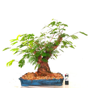 Bonsai de Caliandra - Ref. 23