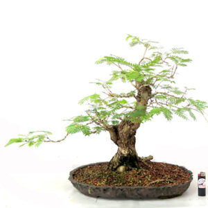 Bonsai de Caliandra - Ref. 24