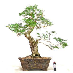 Bonsai de Caliandra - Ref. 25