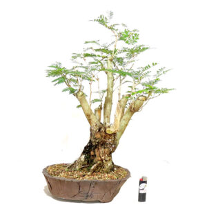 Bonsai de Caliandra - Ref. 27