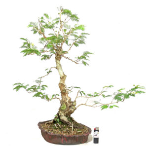 Bonsai de Caliandra - Ref. 28