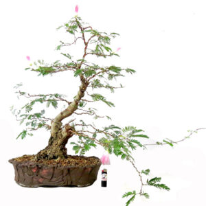 Bonsai de Caliandra - Ref. 29