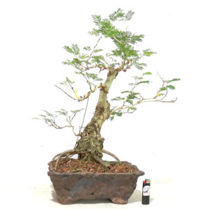 Bonsai de Caliandra - Ref. 31