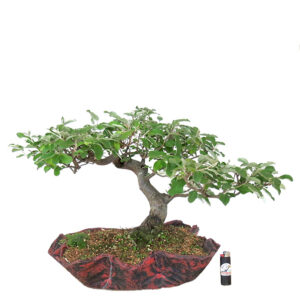 Bonsai de Elaeagnus - Ref. 01