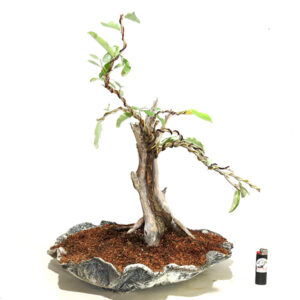 Bonsai de Elaeagnus - Ref. 18