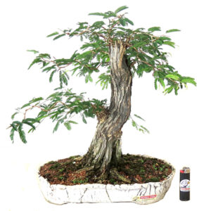 Bonsai de Caliandra - Ref. 06