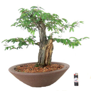 Bonsai de Caliandra - Ref. 07
