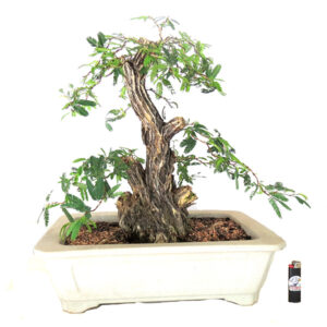 Bonsai de Caliandra - Ref. 09