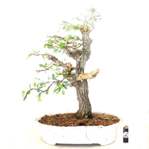 Bonsai de Caliandra - Ref. 10