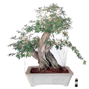 Bonsai de Caliandra - Ref. 11