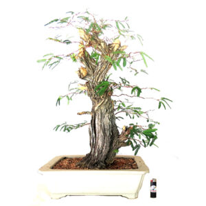 Bonsai de Caliandra - Ref. 12
