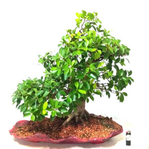Bonsai de Ficus - Ref. 10