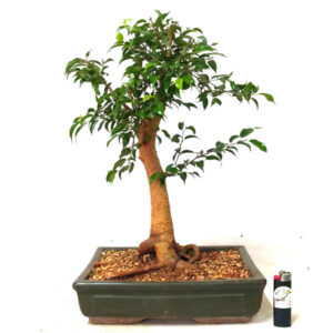 Bonsai de Ficus - Ref. 14