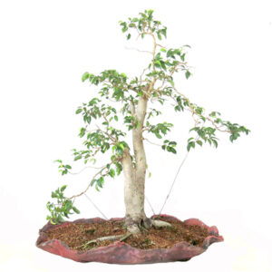 Bonsai de Ficus - Ref. 15
