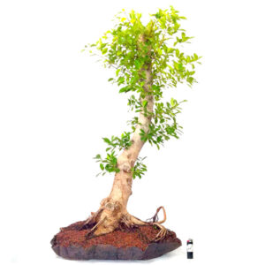 Bonsai de Ficus - Ref. 17