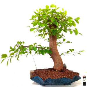 Bonsai de Ficus - Ref. 19