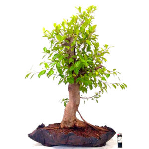 Bonsai de Ficus - Ref. 20