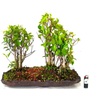 Bosque de Ficus - Ref. 01