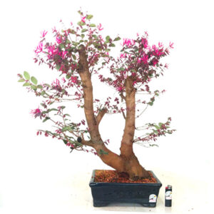 Bonsai de Hamamélis - Ref. 12