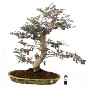 Bonsai de Hamamélis - Ref. 14