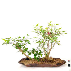Bonsai de Hibiscus - Ref. 01