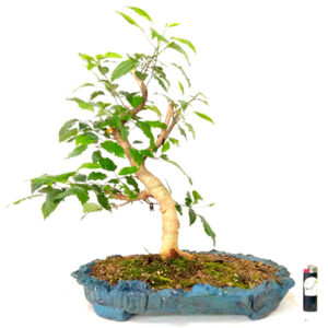 Bonsai de Hibiscus - Ref. 02