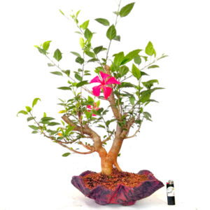 Bonsai de Hibiscus - Ref. 03